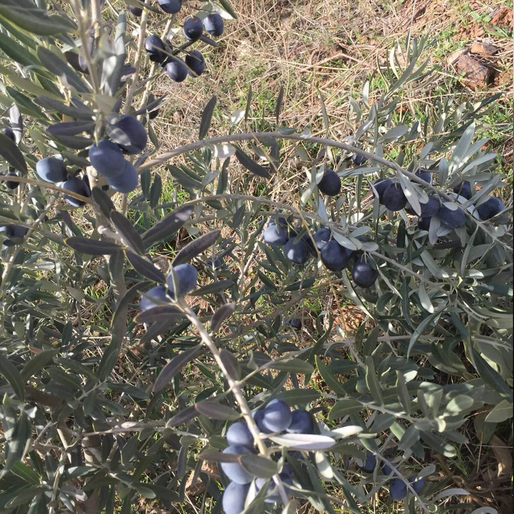 Memecik zeytin meyvesi